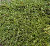 Cotoneaster bodendecker